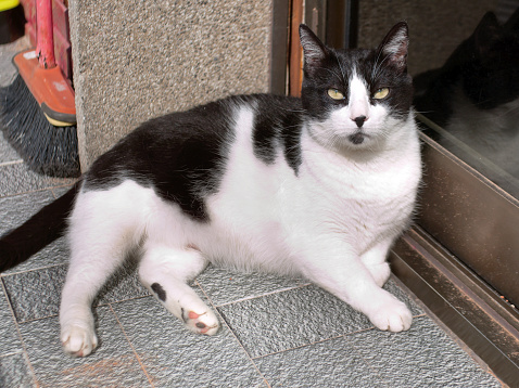 fat black and white cat is lying in front of the door