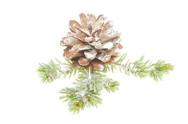 Photo of Snow dusted pine cone and leaves