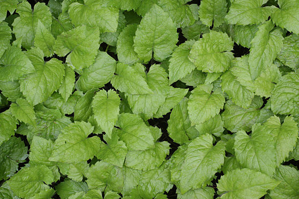 close-up, grüne blätter ferns glacier national park, montana - montana british columbia glacier national park mountain mountain range stock-fotos und bilder