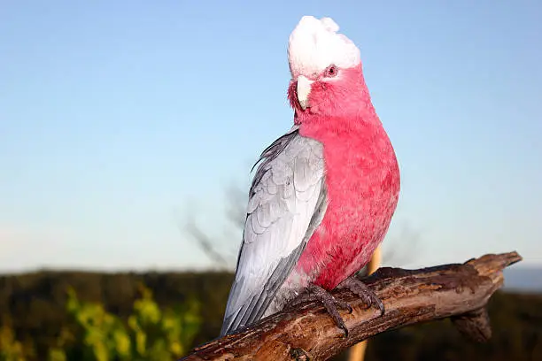 Galah bird at Yallourn North  Victoria Australia good for calender or post cards magazines taken in my back yard