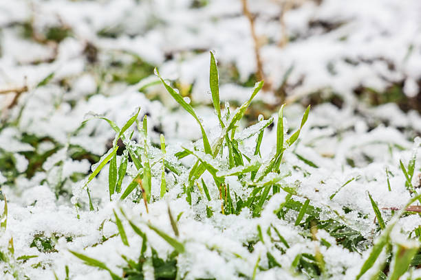 istock Wet snow on the green grass in winter 528779749