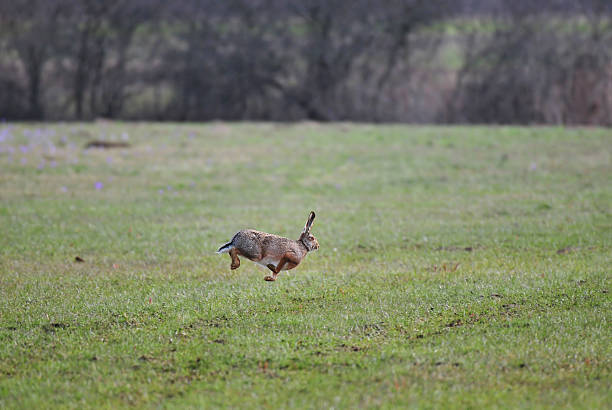 Jumping brown hare stock photo