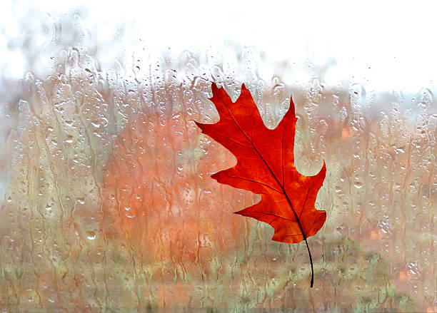 istock Autumnal leaf on a glass 528780063