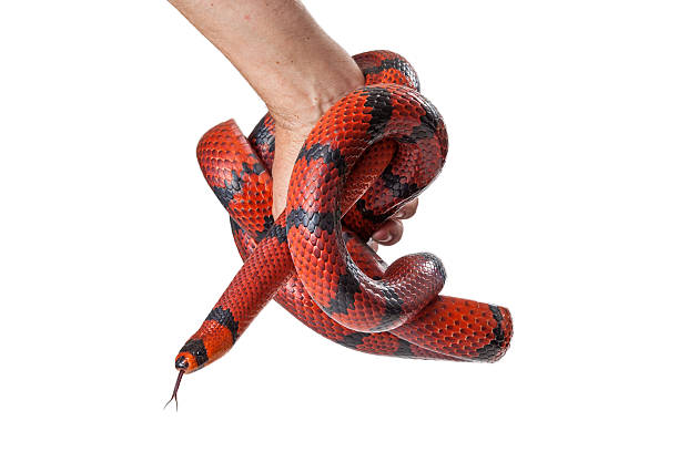 istock Red Milk Snake coiled around a hand 528782351