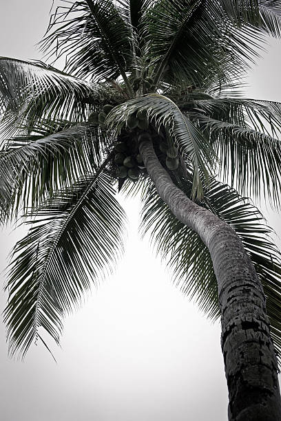 Entsättigt Palm Tree – Foto