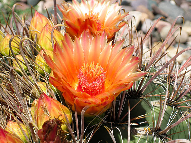 istock Orange barrel cactus flower surrounded by thorns 528789231