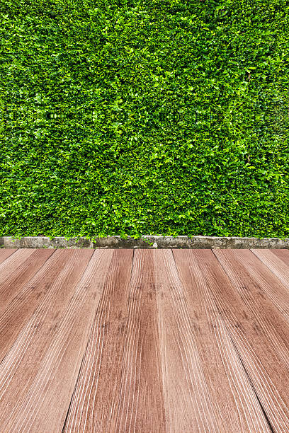 istock green leaf and foot wood background 528789311