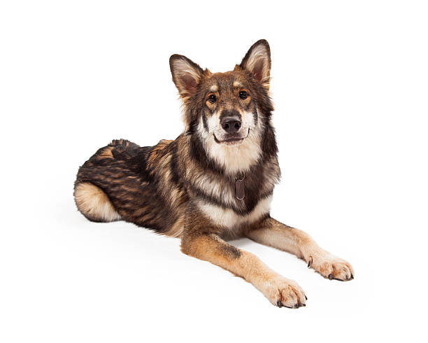istock Wolf and German Shepherd Cross Dog Laying 528790195