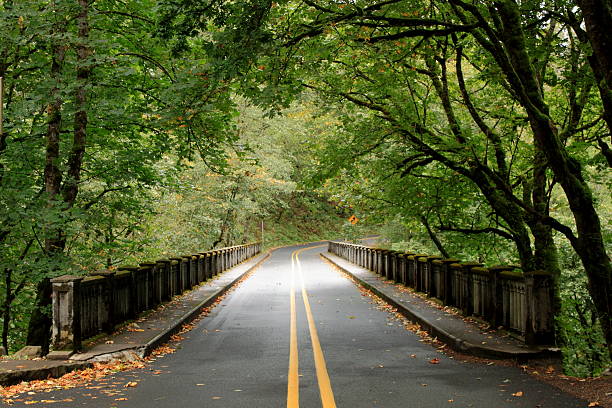 arbre pont couvert avec deux lane road - forest tree nature wilderness area photos et images de collection