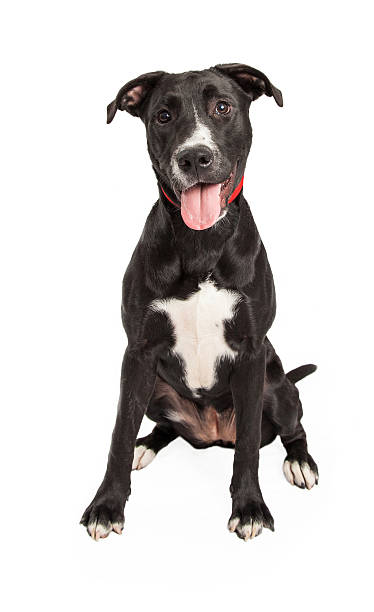 istock Cute Labrador and Border Collie Cross 528794891