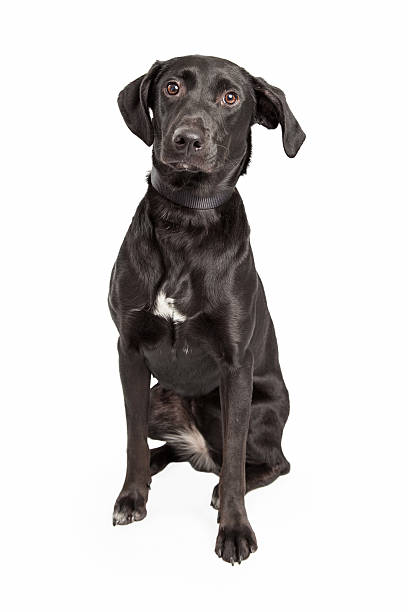 Cute Black Labrador Retriever Cross Stock Photo - Download Image Now - Dog,  Animal, Australian Shepherd - iStock