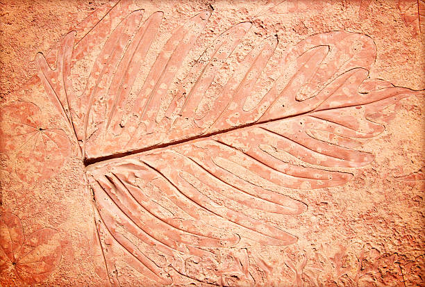 istock marks of leaf on the concrete 528795627