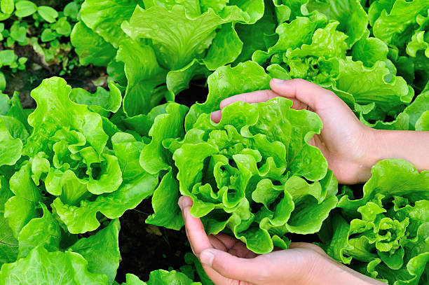 istock lettuce plants in garden 528796069