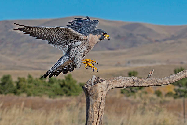 Peregrine Falcon Branch Landing