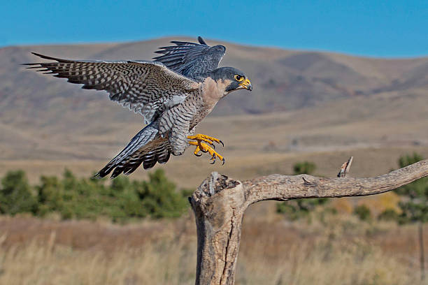 Peregrine Falcon Branch Landing Peregrine Falcon in flight landing on branch with wings extended hawk bird photos stock pictures, royalty-free photos & images