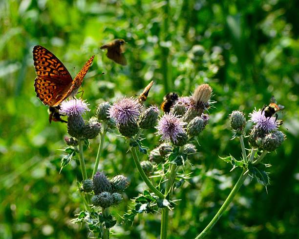 Argynnis paphia - Silver-washed Fritillary butterfly on a thistle flower