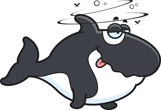 ilustrações, clipart, desenhos animados e ícones de cartoon embriagado killer whale - black bass illustrations