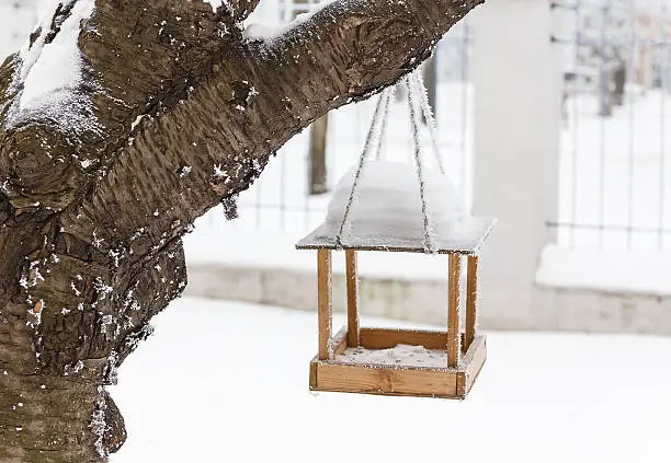 Care of birds in the winter-bird's of a feeding trough