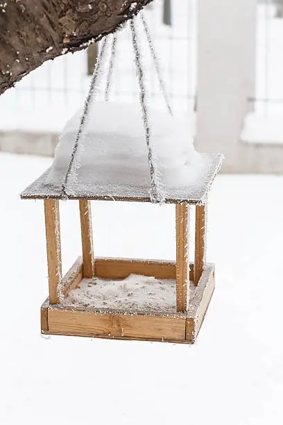 Care of birds in the winter-bird's of a feeding trough