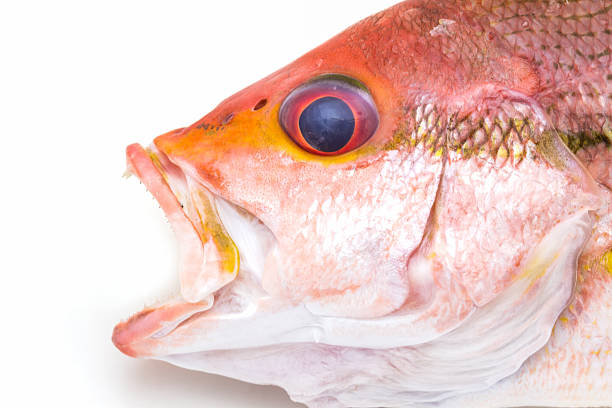 Free picture: brightly, colored, red, snapper, lutjanus campechanus, fish