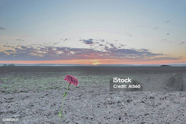 Sunrise In The Field Stock Photo - Download Image Now - Agricultural Field, Agriculture, Beauty