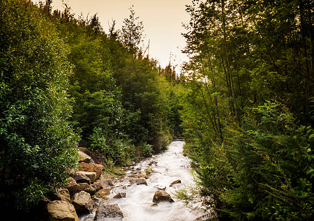 Water falls in the middle of the forest