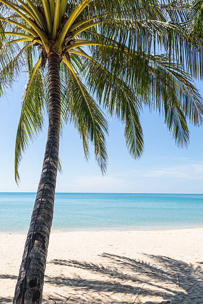 istock White sand beach in Koh Chang 528813995