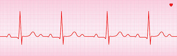 ilustraciones, imágenes clip art, dibujos animados e iconos de stock de vector trazado de ecg - sistema de conducción cardíaco