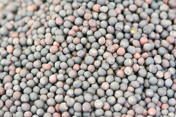 istock Close up of cabbage seeds 528814517