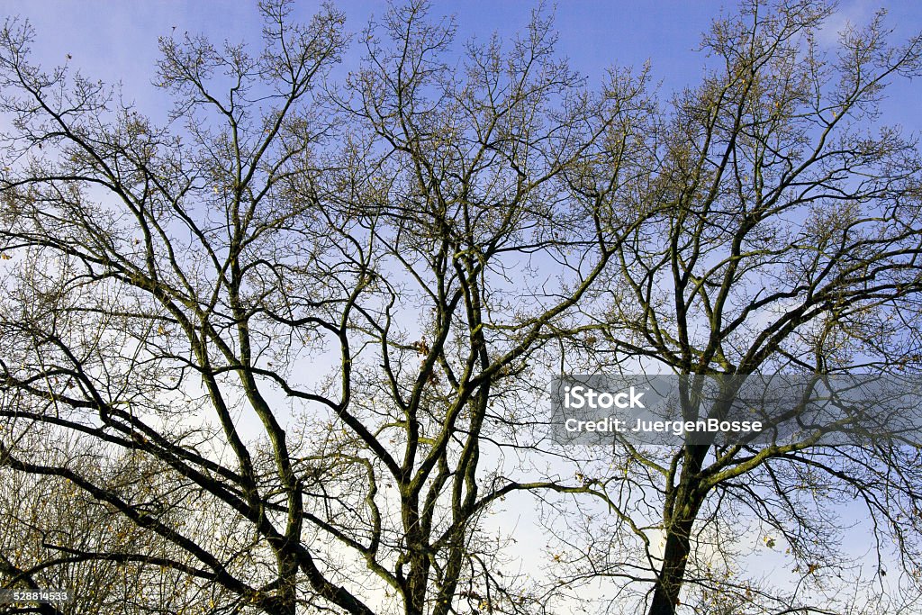 Oak tree - Lizenzfrei Ast - Pflanzenbestandteil Stock-Foto