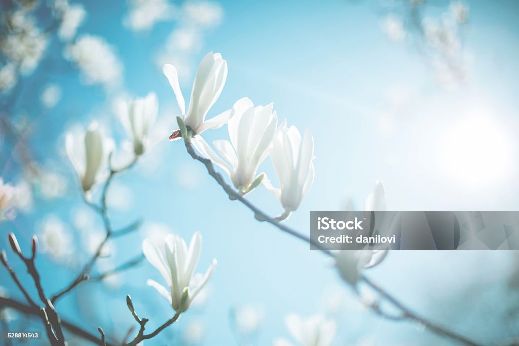 Magnolia blossom Blossom tree flowers. Shallow DOF - focus on the centre Magnolia Stock Photo