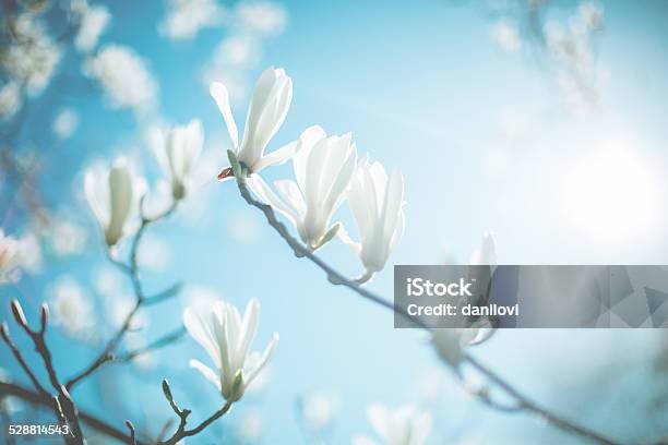 Magnolia Blossom Stock Photo - Download Image Now - Magnolia, White Color, Flower