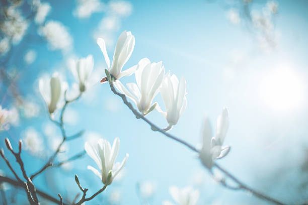 flor de magnólia - spring magnolia flower sky - fotografias e filmes do acervo