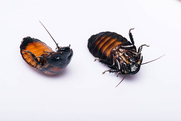 istock Madagascar hissing cockroach on white background 528815013