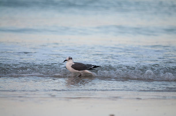 Bird in the Ocean Surf stock photo