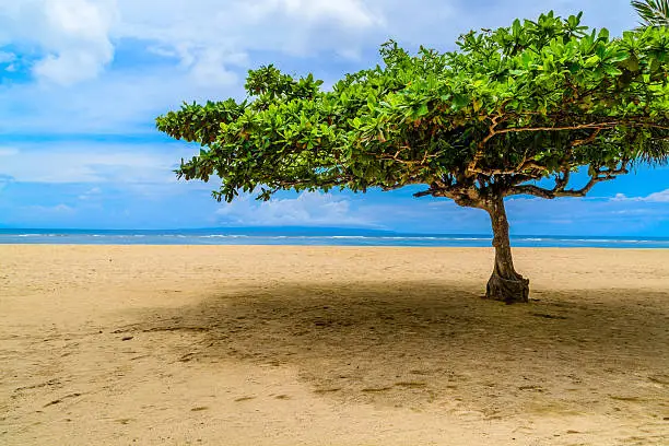 An interesting tree on a beautiful sandy beach on the tropical Island of bali provides some shade from the hot sun.