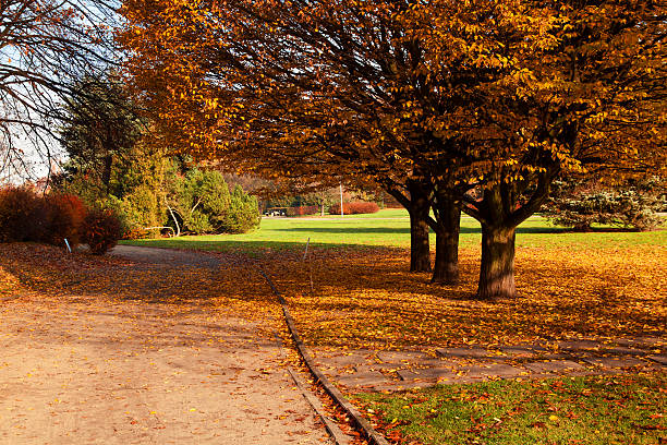 istock Autumn colorful trees in park 528825095