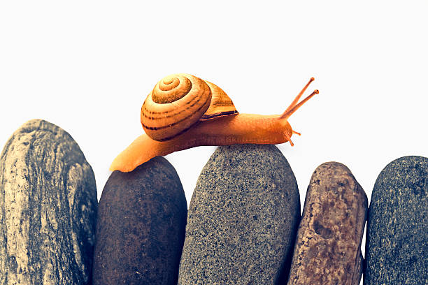 Snail on top of stacked pebbles