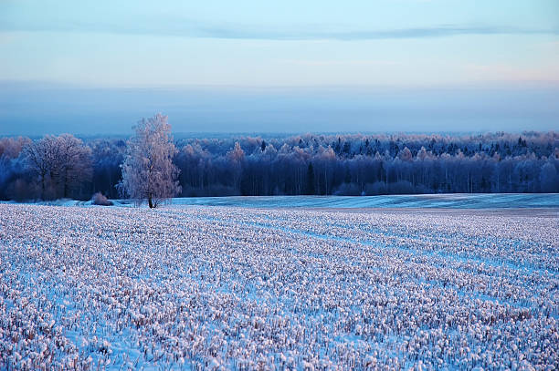 snowy dotted field on winter landscape stock photo