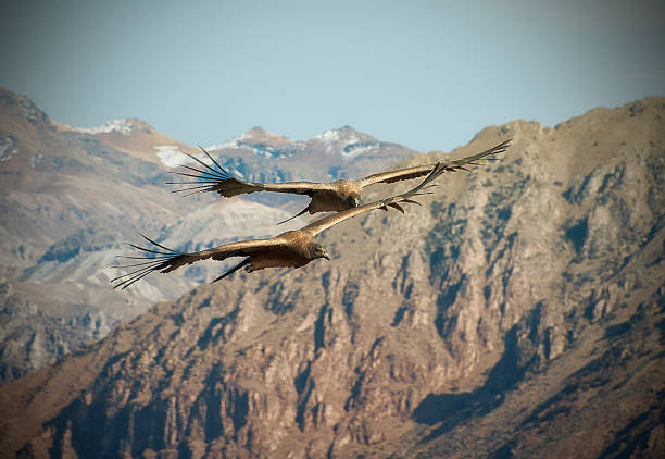 istock Flight of the Condor in the Peruvian Colca Canyon 528826739
