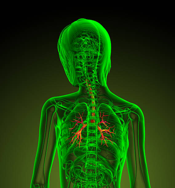 istock 3d render medical illustration of the human bronchi 528826885