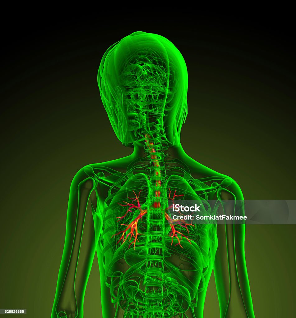 3 d render do Homem ilustração médico Brônquio - Foto de stock de Anatomia royalty-free