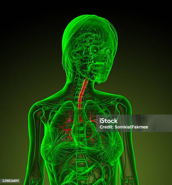 Foto de 3 D Render Do Homem Ilustração Médico Brônquio e mais fotos de stock de Anatomia - Anatomia, Bronquíolo, Brônquio - Traqueia