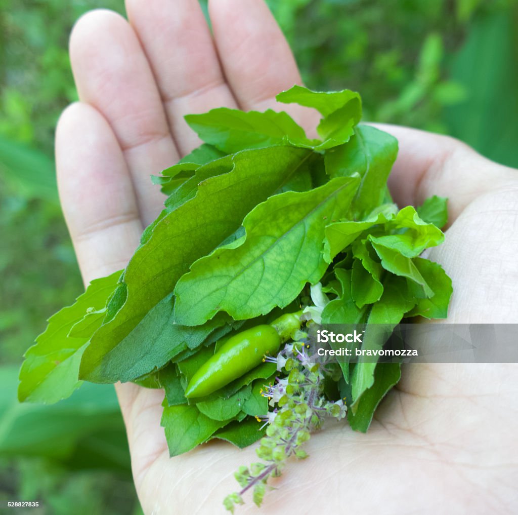 Fresh Herbs on Hand Aromatherapy Stock Photo