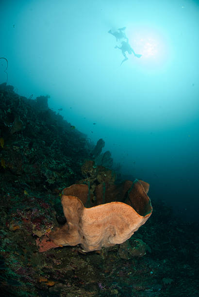 istock Divers, sponge in Ambon, Maluku, Indonesia underwater 528828111