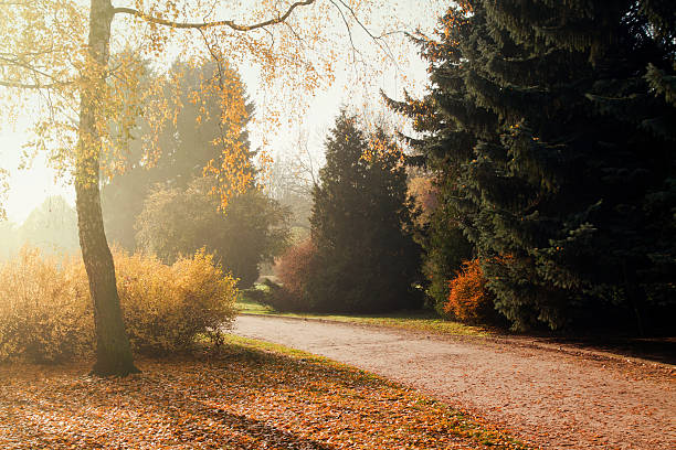 istock Autumn colorful trees in park 528828361