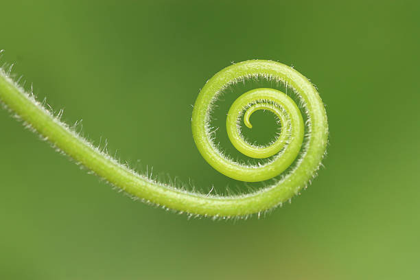 istock closeup of a fern unrolling 528829191