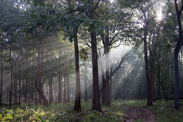 tranquilidade - indiana autumn woods forest imagens e fotografias de stock