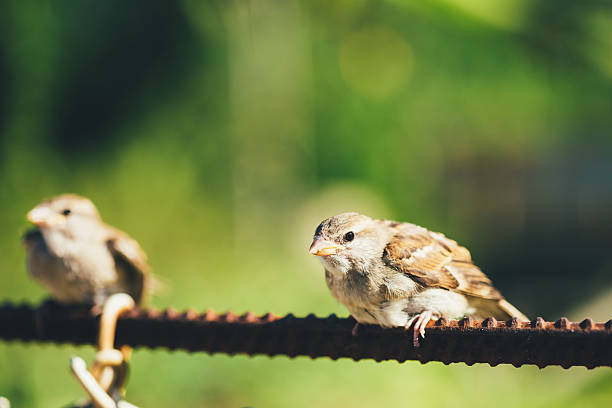 istock House Sparrow (Passer Domesticus) On Fence 528831657