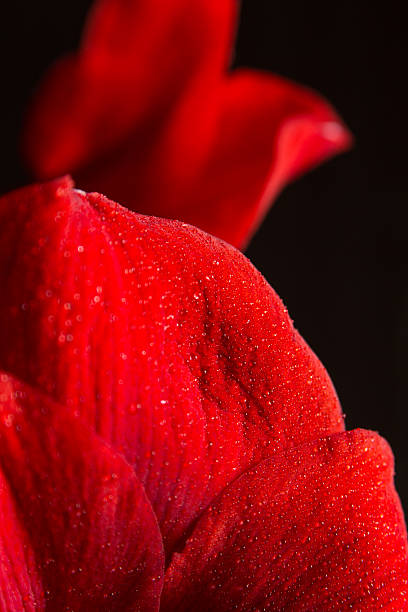 istock Red amaryllis flower on black background. Hippeastrum hortorum. 528863915